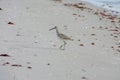 A Willet sandpiper on the beach in Florida Royalty Free Stock Photo