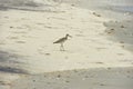 Willet Sandpiper on the Beach Royalty Free Stock Photo