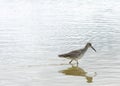 Willet Sandpiper bird wading on the beach in Florida
