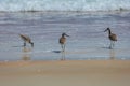 Three Willet Sandpipers on Beach Royalty Free Stock Photo