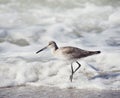 Willet . Shore Bird walking near water