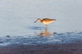 Willet Shorebird hunting and eating crab Royalty Free Stock Photo