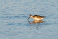 Willet Shorebird hunting and eating crab Royalty Free Stock Photo