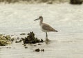 Willet standing in shallow water hunting for food in Chokoloskee Bay in Florida