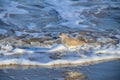 Willet striding in waves Royalty Free Stock Photo