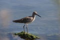 Willet (Tringa semipalmata) Royalty Free Stock Photo