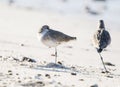 Willet Tringa semipalmata Resting on a White Sand Rocky Beach Royalty Free Stock Photo