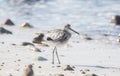 Willet Tringa semipalmata Resting on a White Sand Rocky Beach Royalty Free Stock Photo