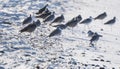 Willet Tringa semipalmata Resting on a White Sand Rocky Beach Royalty Free Stock Photo