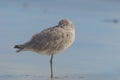 Willet, Tringa semipalmata, Standing by the Pacific at Rosarito Beach, Mexico