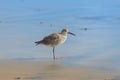 Willet, Tringa semipalmata, Standing by the Pacific at Rosarito Beach, Mexico