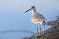 Willet (Tringa semipalmata)