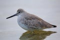 Willet (Tringa semipalmata)