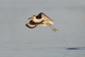 Willet taking flight from a Gulf of Mexico beach - Florida Royalty Free Stock Photo