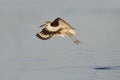 Willet taking flight from a Gulf of Mexico beach - Florida