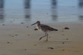 Willet, Tringa semipalmata, Walkiing by the Pacific at Rosarito Beach, Mexico