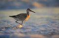 Willet Tringa semipalmata walks in shallow water Royalty Free Stock Photo