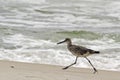 A willet (type of sandpiper) on the beach Royalty Free Stock Photo