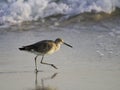 A willet (type of sandpiper) on the beach Royalty Free Stock Photo