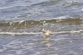 A willet wadding through the ocean waves Royalty Free Stock Photo
