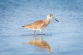 Willet wading