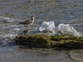 Willet Wading on the Oceans Waves Splash on the Rocks