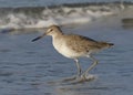 Willet Wading in Surf on a Florida Beach Royalty Free Stock Photo