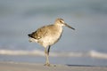 A Willet walks along on the beach Royalty Free Stock Photo