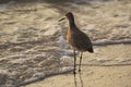 Willet and Waves Royalty Free Stock Photo