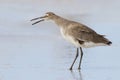 Willet yawning on a Florida beach in fall Royalty Free Stock Photo