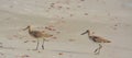 Willets catoptrophorus semipalmatus feeding on Indian Rocks beach in Florida, USA Royalty Free Stock Photo