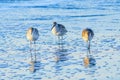 Willets, Folly Beach SC