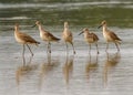 Willets Tringa semipalmata Royalty Free Stock Photo