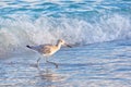 Willett In The Beach Surf Royalty Free Stock Photo