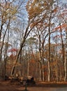 Sycamore Trail in William B. Umstead State Park