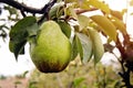 William pear on tree branch with leafs Royalty Free Stock Photo