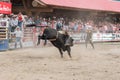 Cowboy rides bucking bull as audience cheers