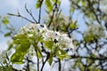 Williams pear in blossom