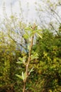 Williams Pear Tree in Spring Royalty Free Stock Photo