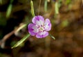 Williamson`s Clarkia, Clarkia williamsonii, Yosemite