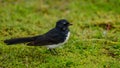 Willie Wag Tail in Australia