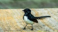 Willie Wag Tail in Australia Royalty Free Stock Photo