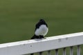 Willie Wagtail Australian wild bird