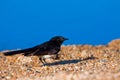 Willie wagtail on beach