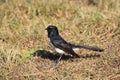 Willie Wagtail bird on dry lawn Royalty Free Stock Photo