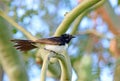 Willie Wagtail bird sitting on branch in tree Royalty Free Stock Photo