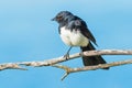 Willie Wagtail on a Branch