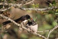 Willie Wagtail at nest