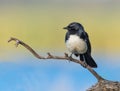 Willie Wagtail on a Perch Royalty Free Stock Photo