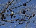 Willie wagtail perched in a dry gum tree.